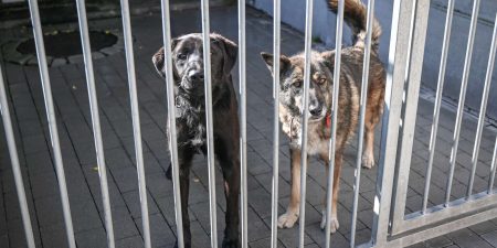 Pomyśl o zwierzakach ze schroniska