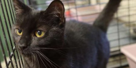 By ułatwić życie bezdomnym zwierzakom…