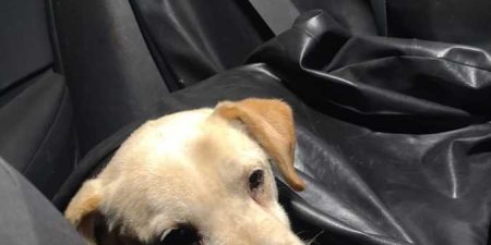 Uratowali psa przed mrozem