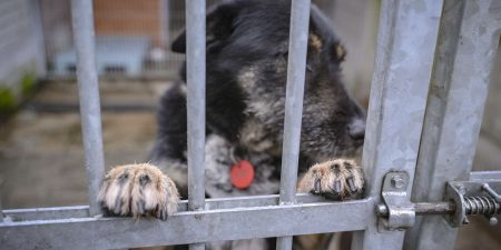Charytatywnie dla zwierząt