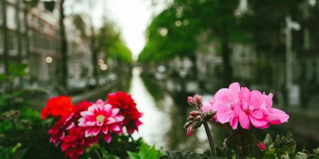 Naszym zdaniem: Co z tymi roślinami?