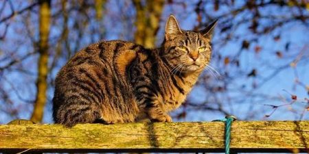 Zadbaj o swoje zwierzaki